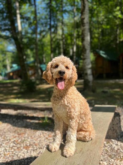 Labradoodle F1b